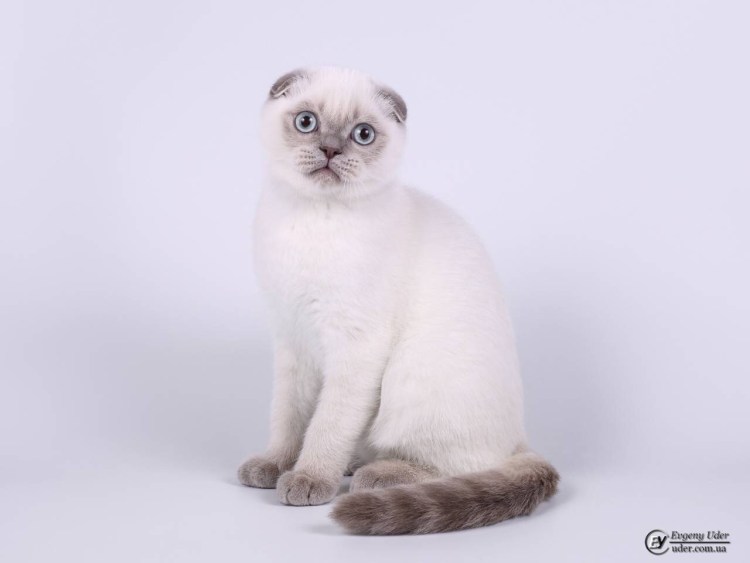 Скоттиш фолд поинтовый