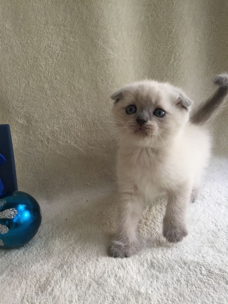 Блю поинт шотландский вислоухий