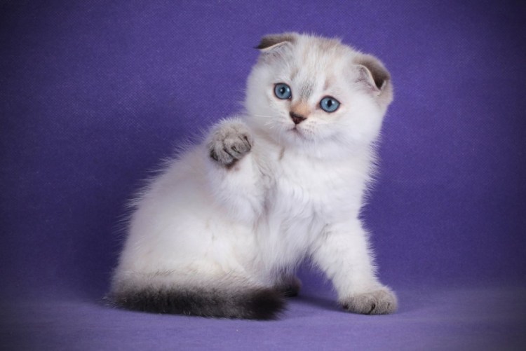 Шотландская вислоухая Блю колор Пойнт