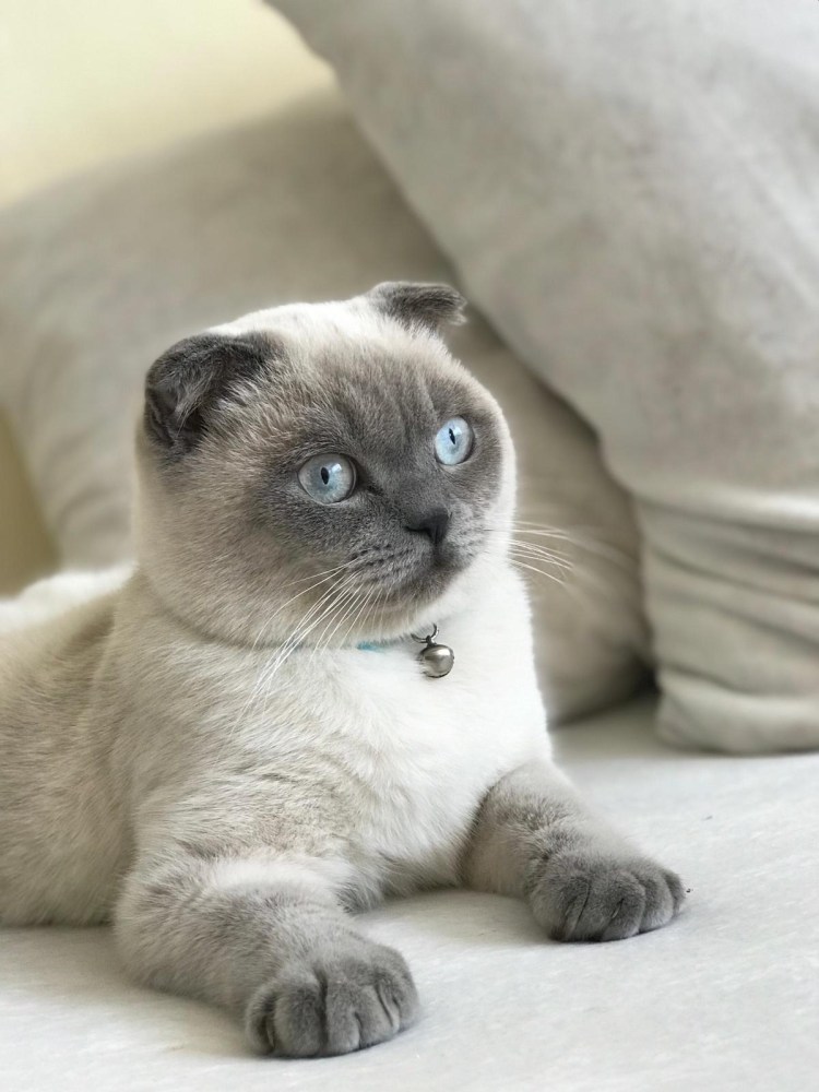 Шотландская вислоухая Blue point
