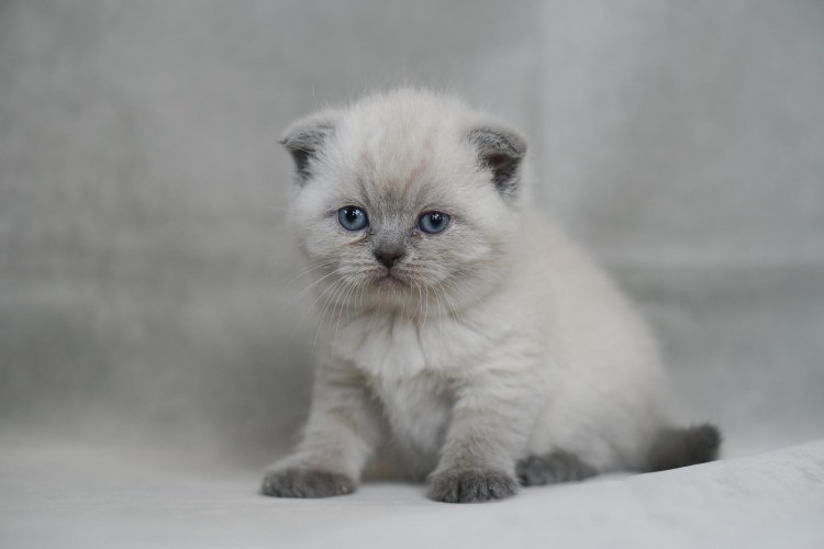 Шотландская вислоухая Блю поинт картинки на рабочий стол