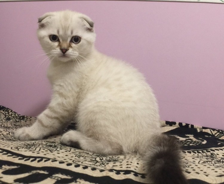 Шотландская вислоухая колор Пойнт