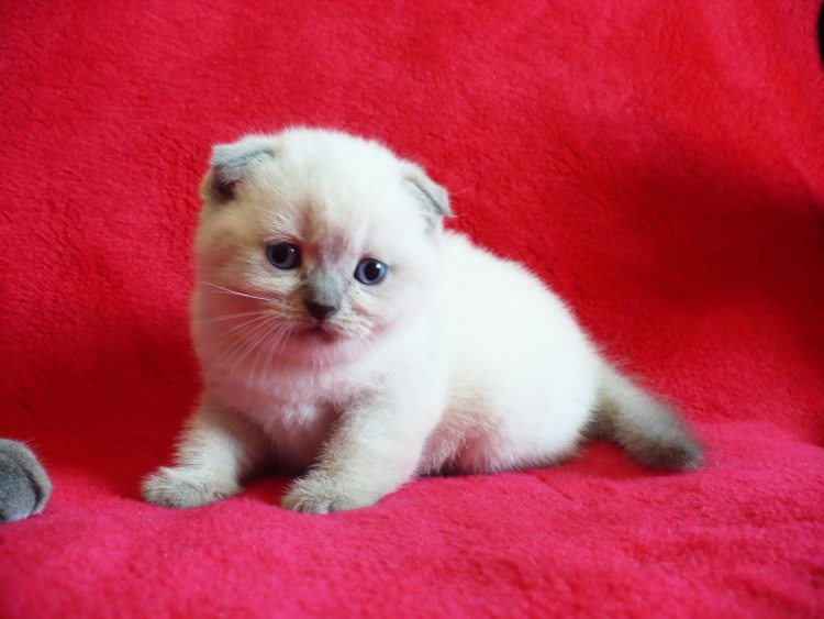 Шотландский вислоухий кот Блю поинт