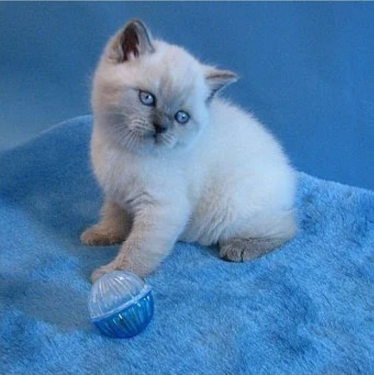 Шотландская Блю поинт страйт