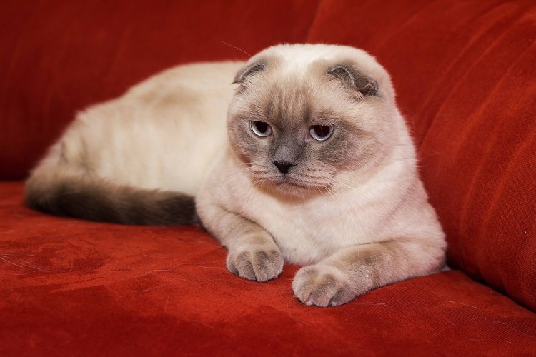 Шотландская вислоухая скотишфолд