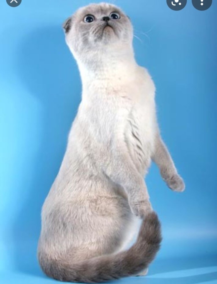 Шотландская скоттиш фолд Блю поинт