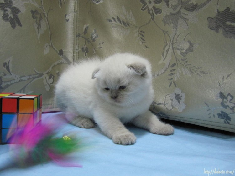 Котята шотландский вислоухий Блю поинт много