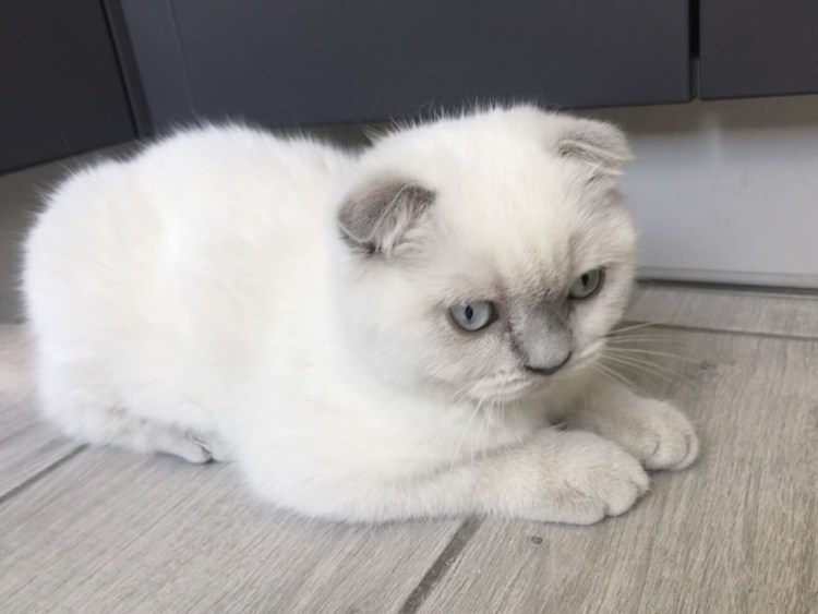 Вислоухие колор Пойнт котята шиншилла