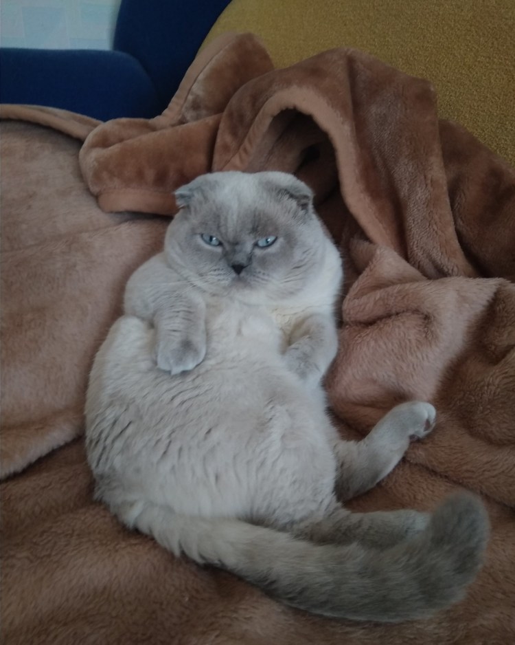 Скоттиш фолд Блю поинт