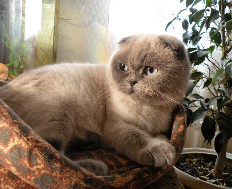 Шотландская кошка колор Пойнт