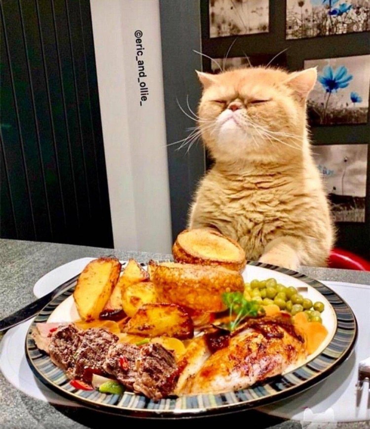 Котик с едой