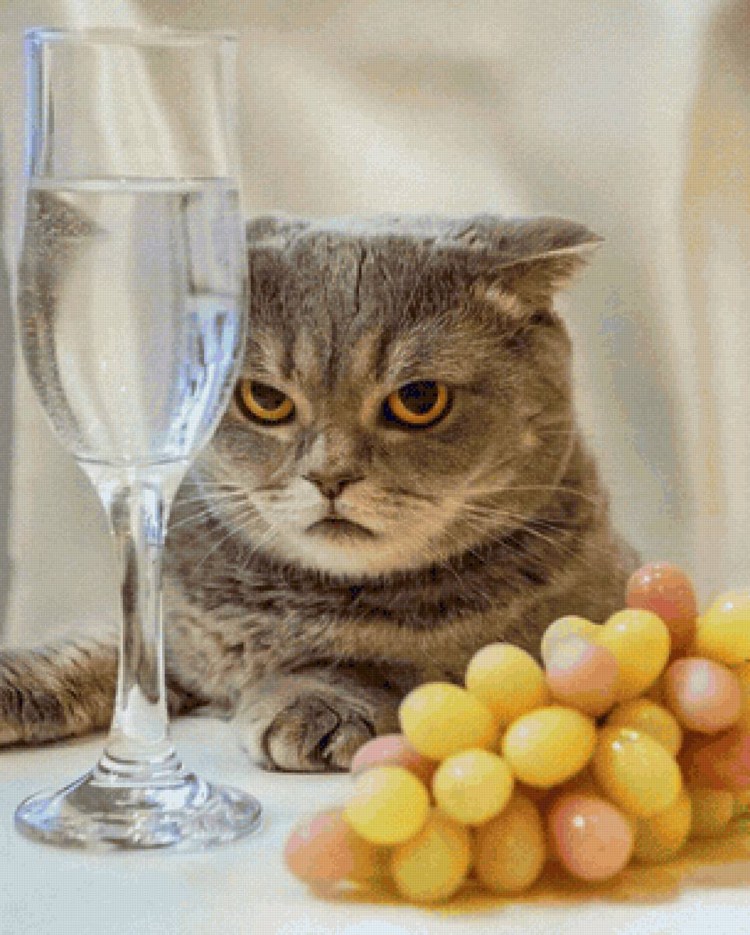 Кот с рюмкой