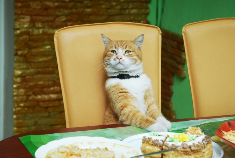 Кот обедает