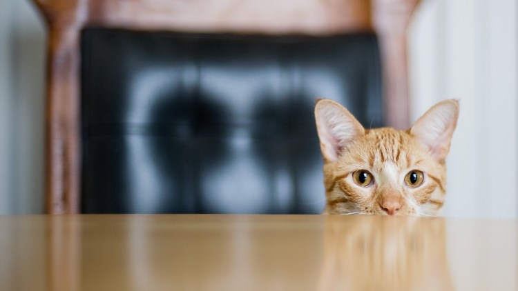 Котик с едой