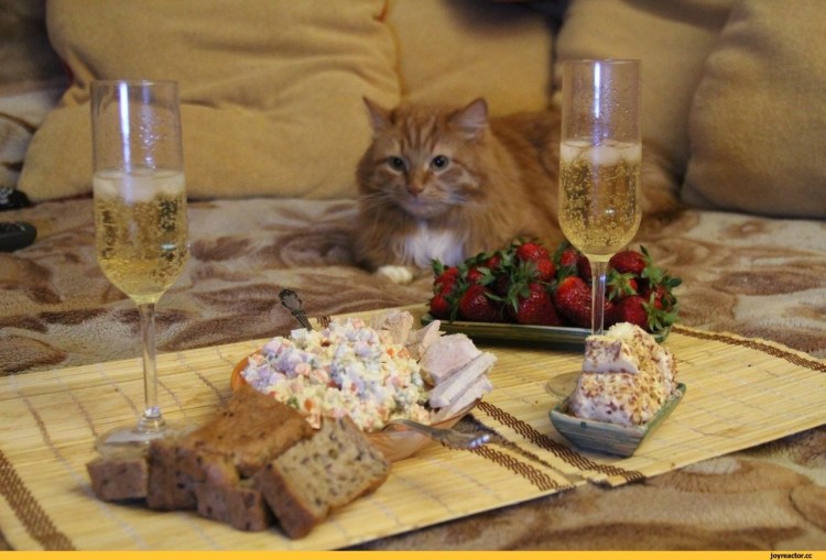 Женщина крутчит на кота