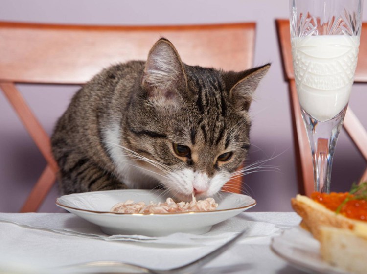 Кошечка за столом