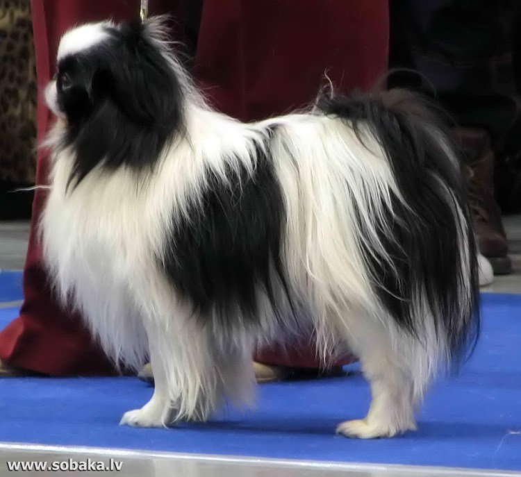 Купированный гриффон