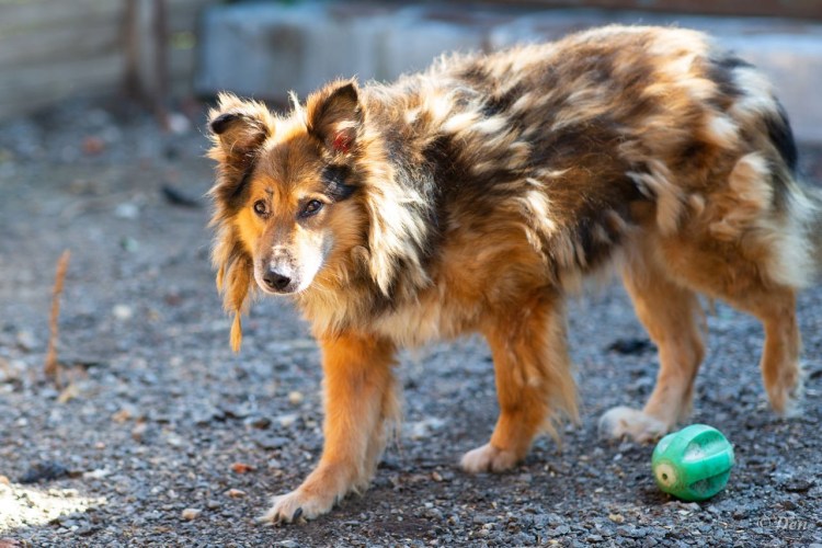 Феникс Фокс