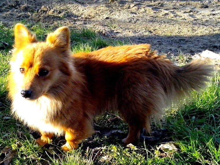 Брюссельский гриффон