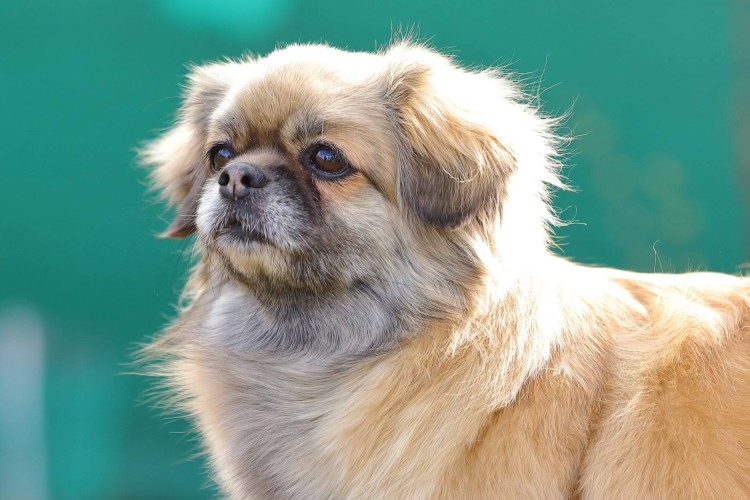 Американский стаффордширский терьер (амстафф)