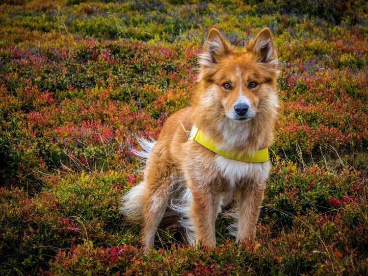 Японский Хин чемпион