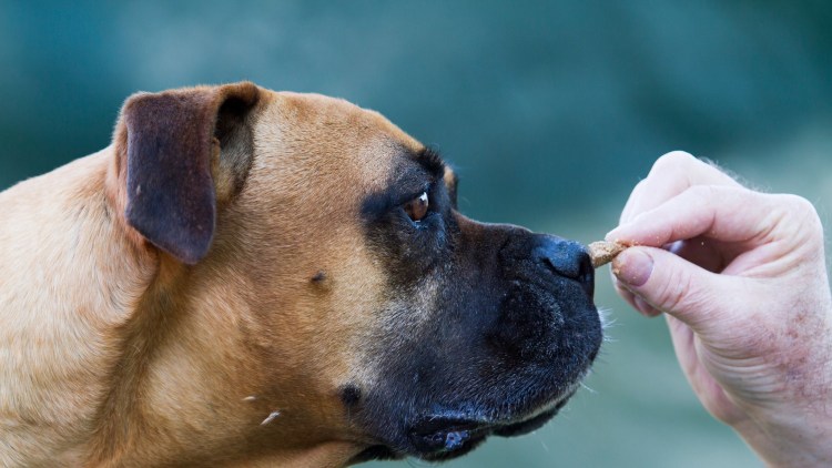 Венгерская овчарка Командор