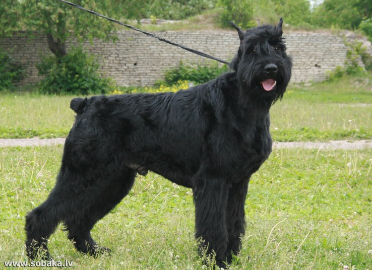 Собачка бельгийский гриффон