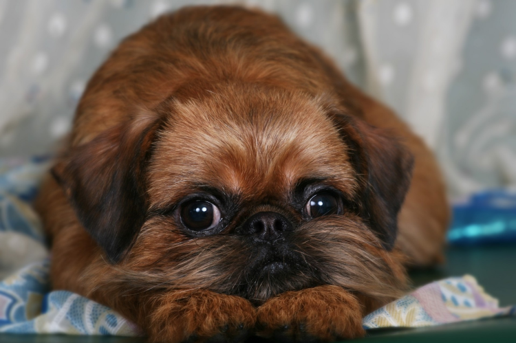 Чихуахуа Добби длиношертсны