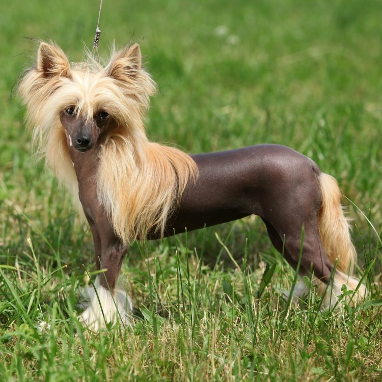 Китайская хохлатая злая