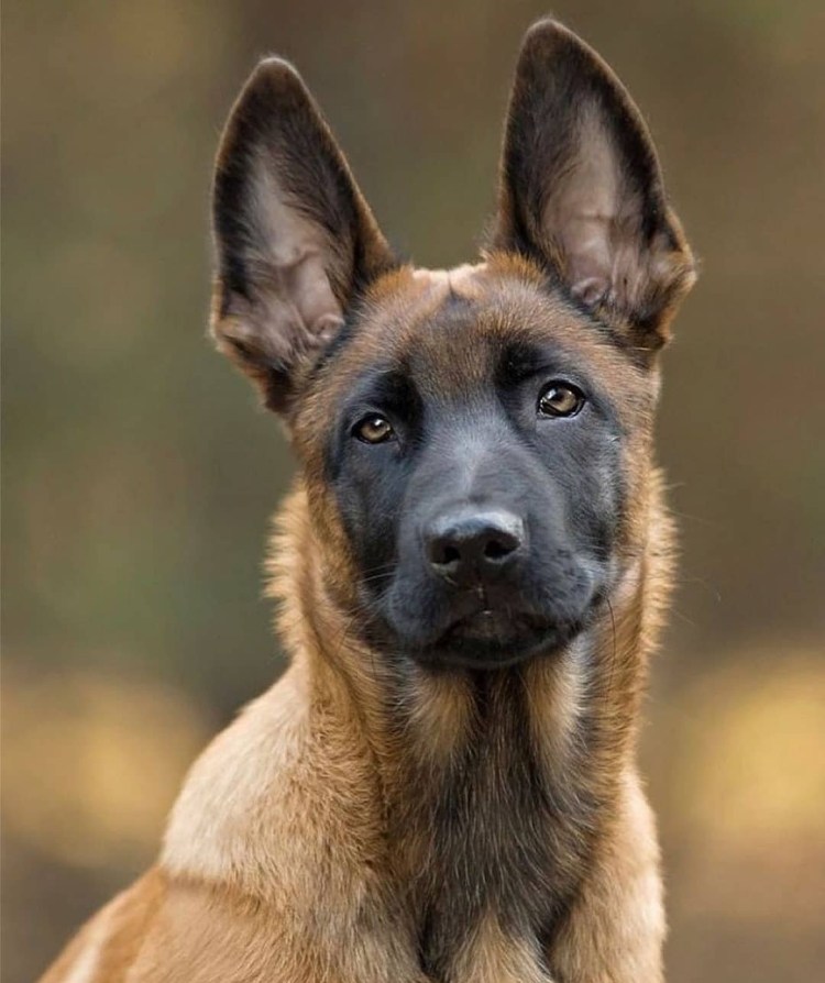 Доберман Владека Рошины