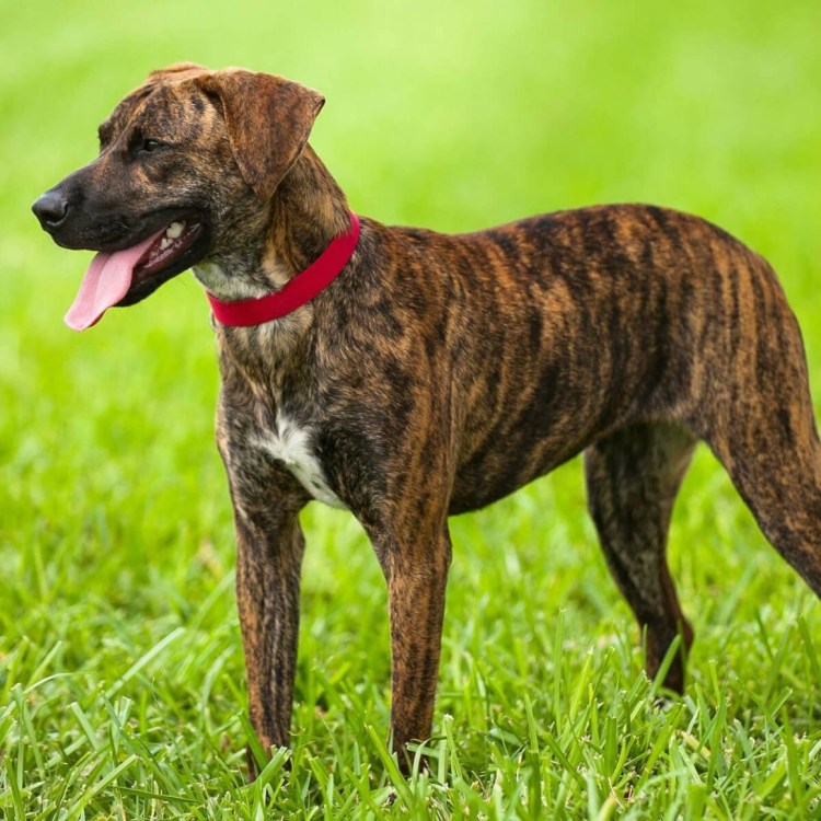 Фенек щенок новорожденный