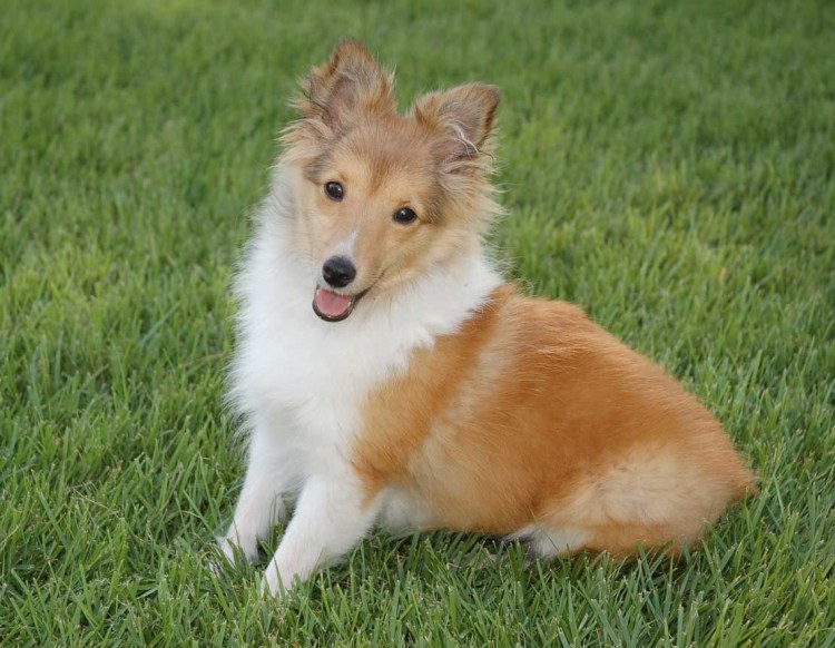 Керн терьер