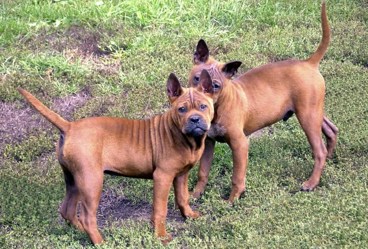 Королевский вельш корги пемброк