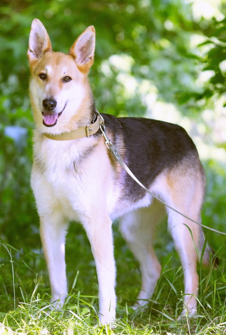 Вестхаундлерский Уайт терьер