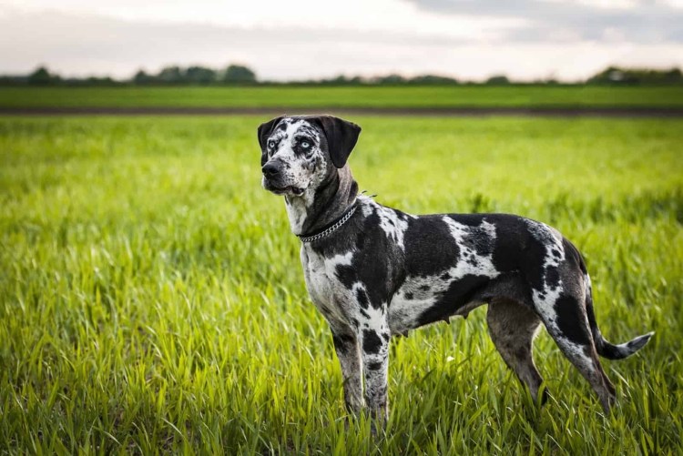 Собака Бергамаско (бергамская овчарка)