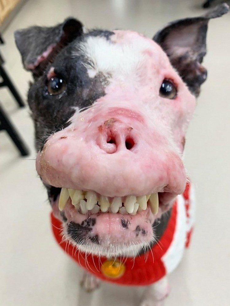 Корги пемброк