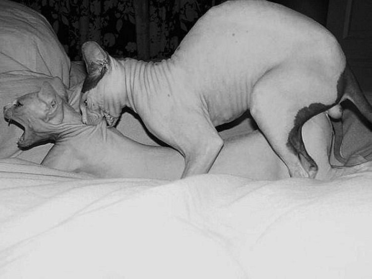 Кот в позе сфинкса