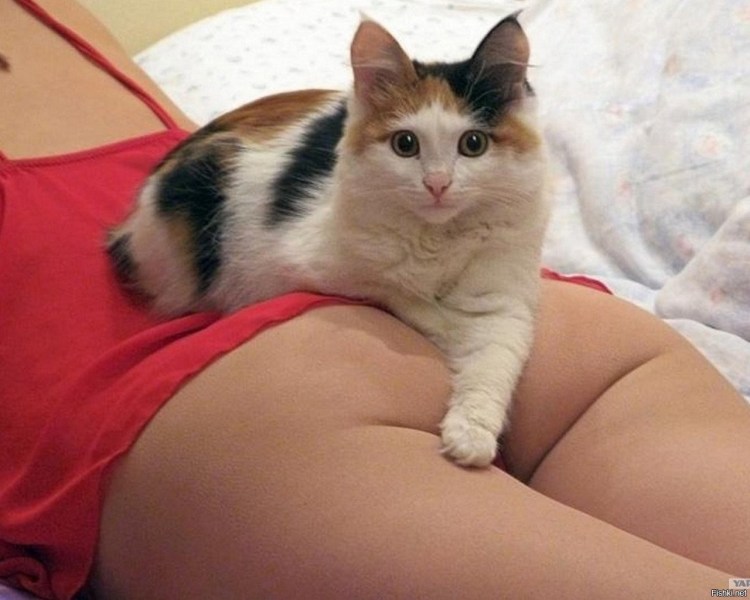 Котик на попе