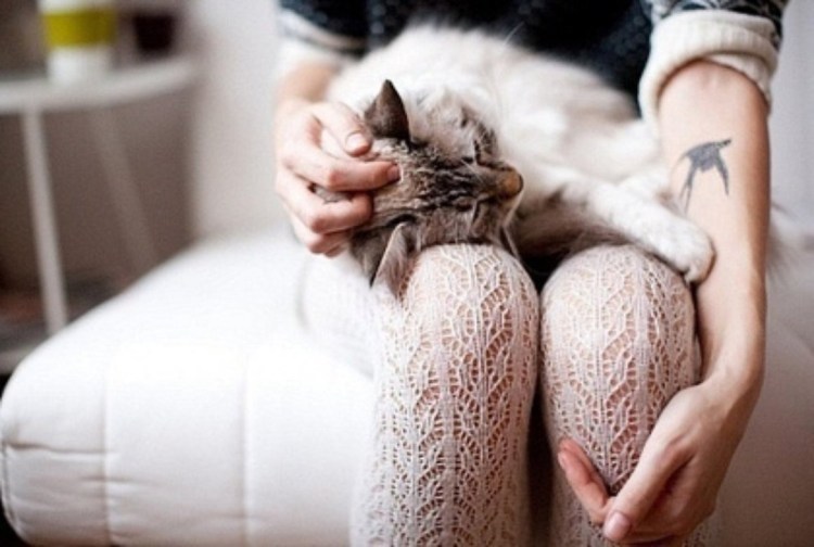 Кот на коленках у девушки