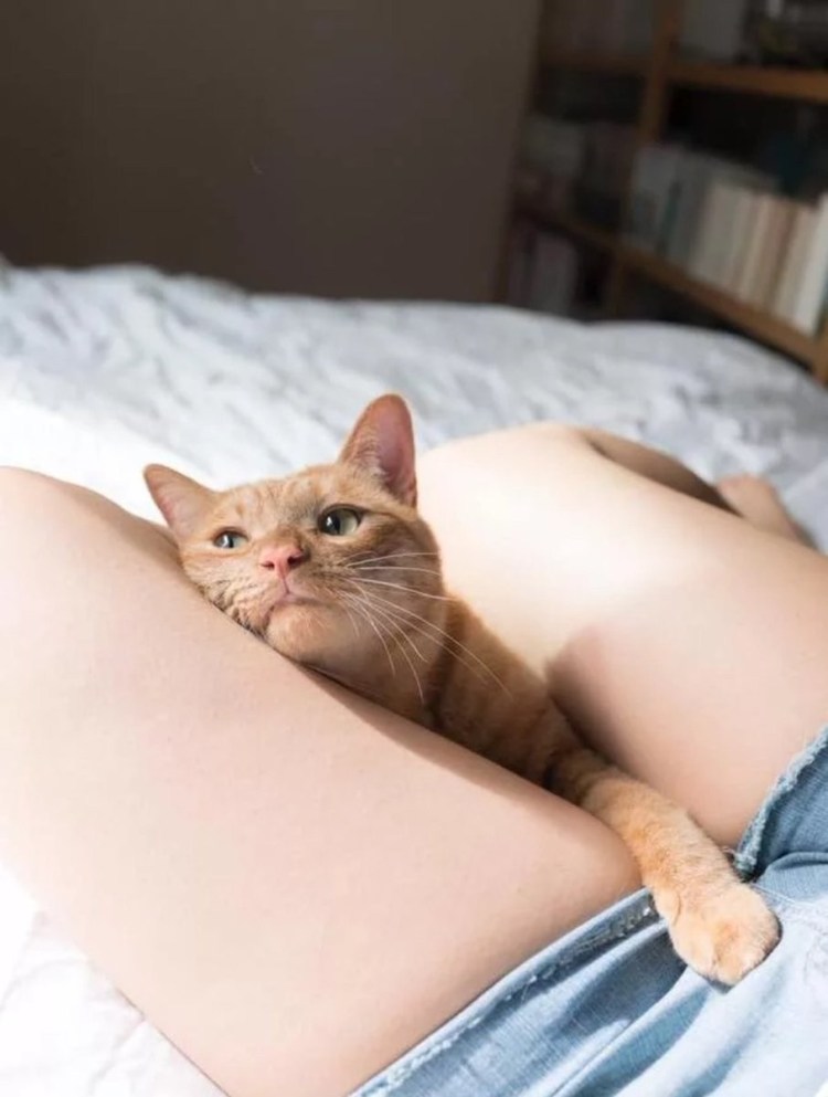 Котик и киски