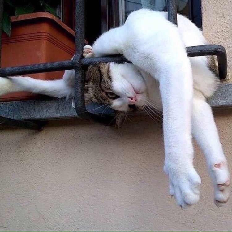 Кот спит в необычной позе