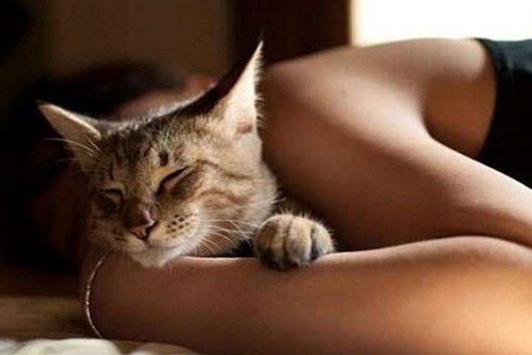 Девушка с котом в постели
