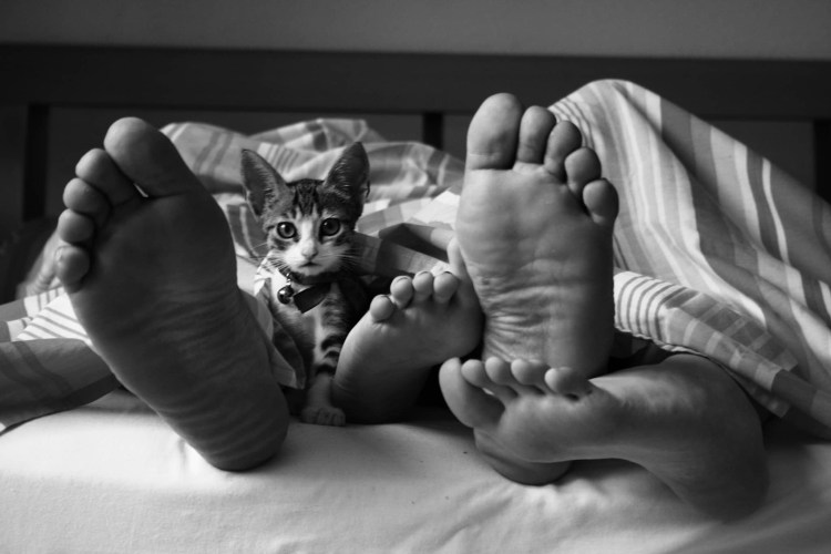 Парень девушка и кошка