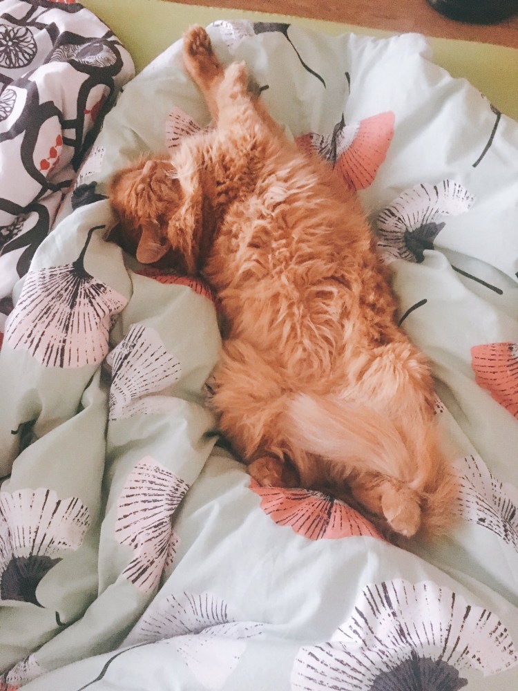 Кот лежит между ног