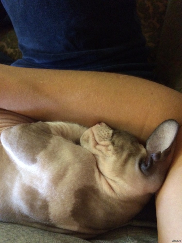 Спящий сфинкс