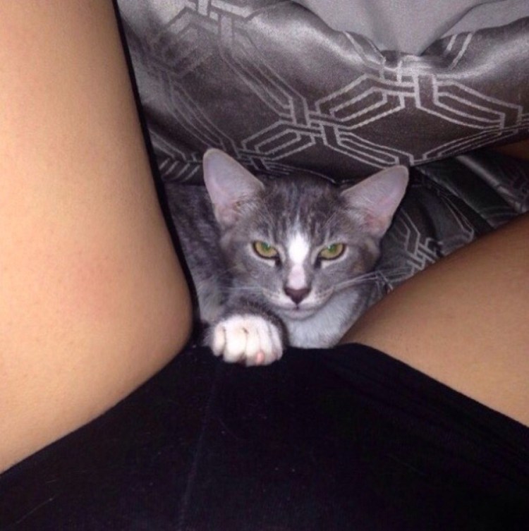 Кот между ног у девушки