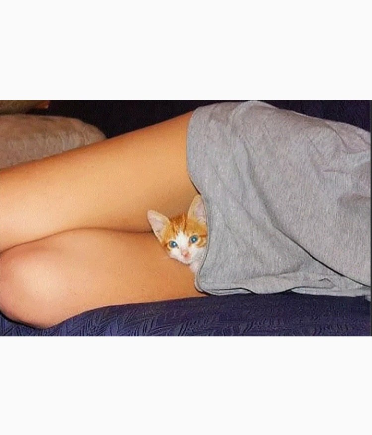 Кошка между ног