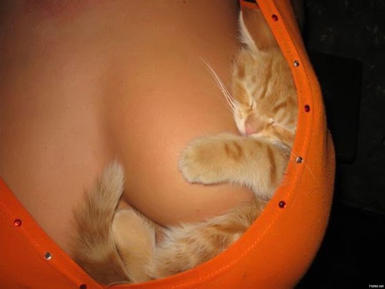 Котенок в лифчике