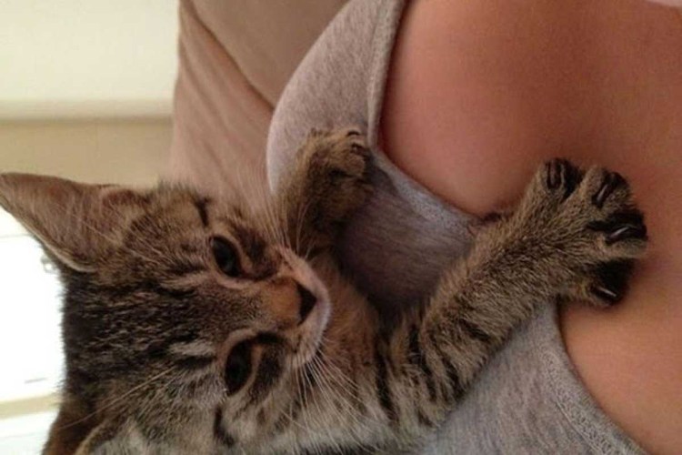 Котенок на женской груди