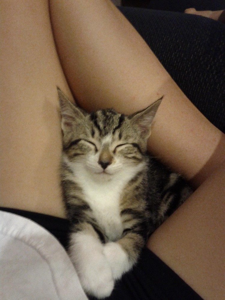 Красивые киски домашнее